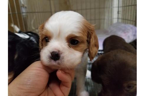 成約済の愛知県のキャバリアキングチャールズスパニエル-86985の1枚目
