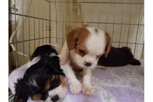 成約済の愛知県のキャバリアキングチャールズスパニエル-86985の6枚目