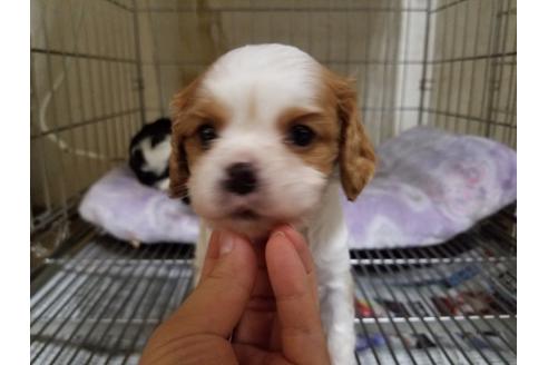 成約済の愛知県のキャバリアキングチャールズスパニエル-86985の5枚目