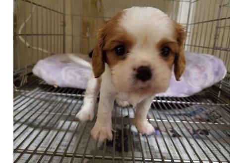 成約済の愛知県のキャバリアキングチャールズスパニエル-86985の4枚目