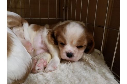 成約済の愛知県のキャバリアキングチャールズスパニエル-86988の5枚目