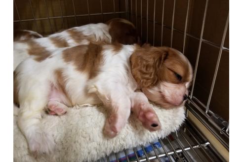 成約済の愛知県のキャバリアキングチャールズスパニエル-86989の5枚目