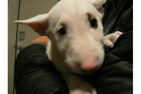 成約済の愛知県のミニチュアブルテリア-83919の4枚目