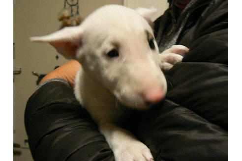 成約済の愛知県のミニチュアブルテリア-83919の3枚目