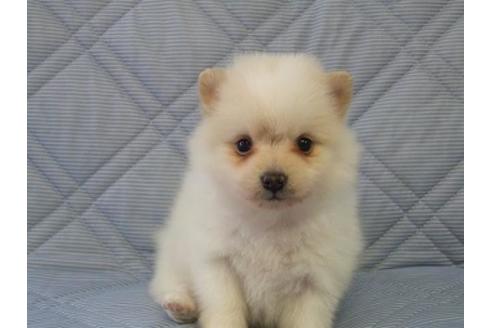 成約済の三重県のポメラニアン-87009の1枚目