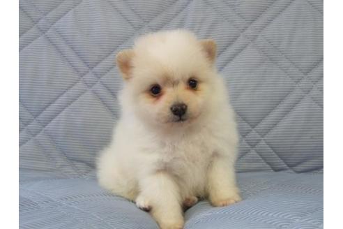 成約済の三重県のポメラニアン-87009の3枚目