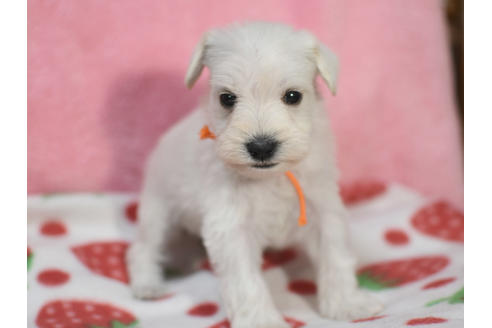 子犬