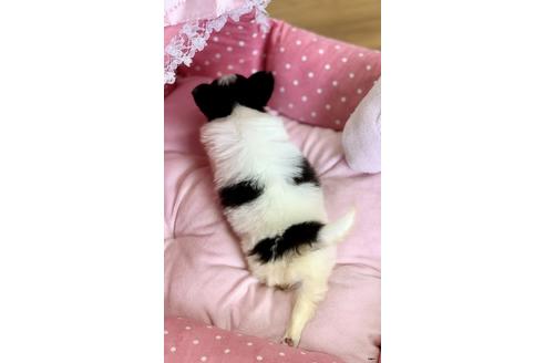 成約済の大阪府のパピヨン-87029の2枚目