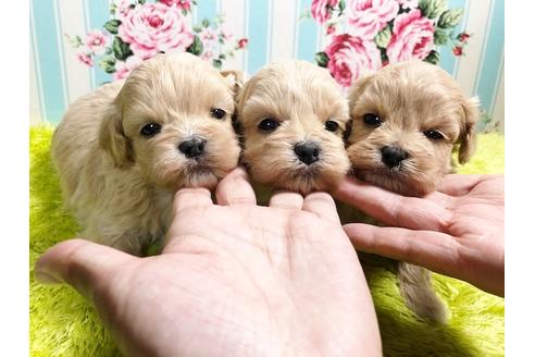 成約済の秋田県のミックス犬-86091の7枚目