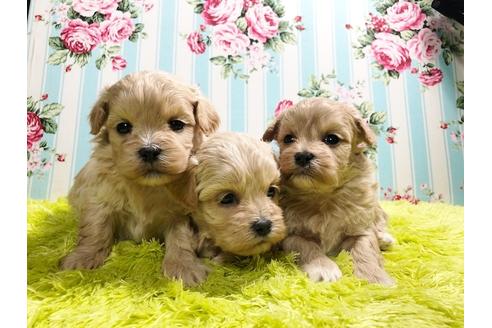 成約済の秋田県のミックス犬-86091の6枚目