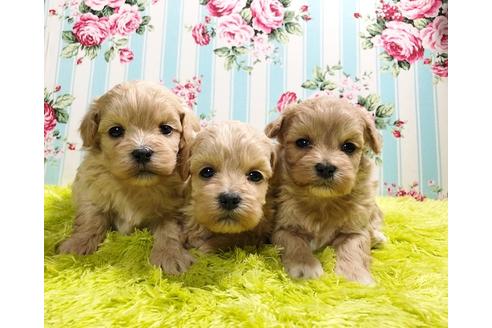 成約済の秋田県のミックス犬-86091の4枚目