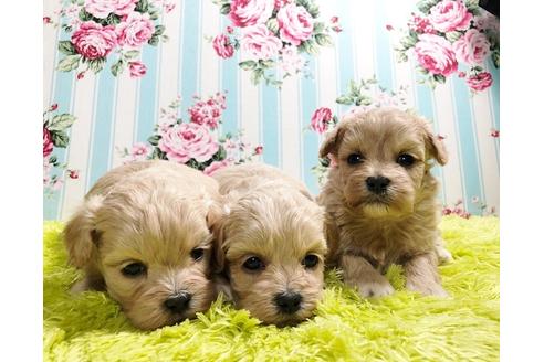 成約済の秋田県のミックス犬-86091の3枚目