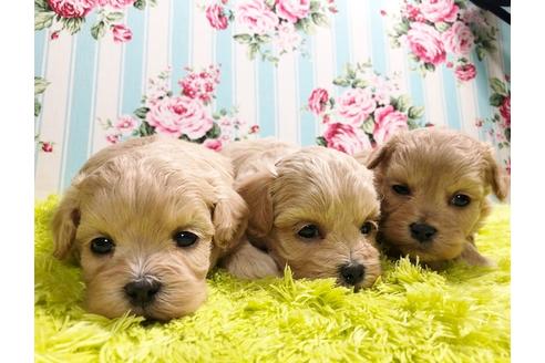 成約済の秋田県のミックス犬-86092の8枚目