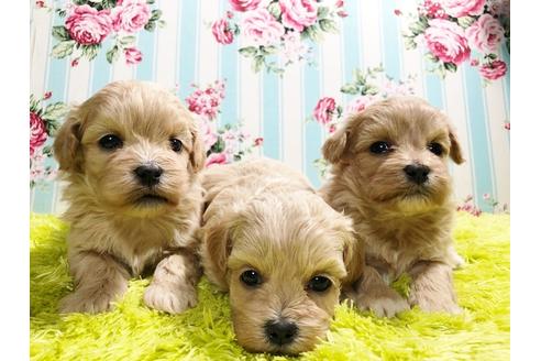 成約済の秋田県のミックス犬-86092の7枚目