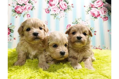 成約済の秋田県のミックス犬-86092の6枚目