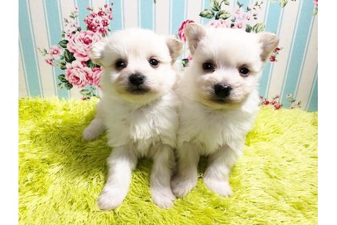 成約済の秋田県のミックス犬-85921