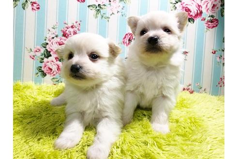 成約済の秋田県のミックス犬-85921の2枚目