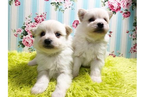 成約済の秋田県のミックス犬-87116の1枚目