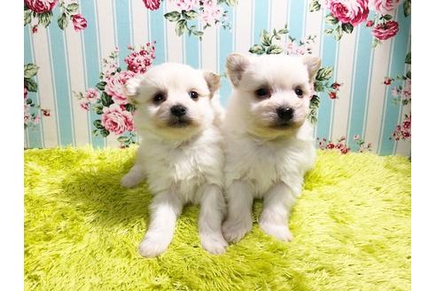 成約済の秋田県のミックス犬-87116の2枚目