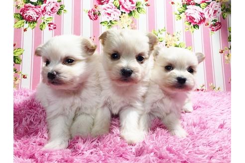 成約済の秋田県のミックス犬-85922