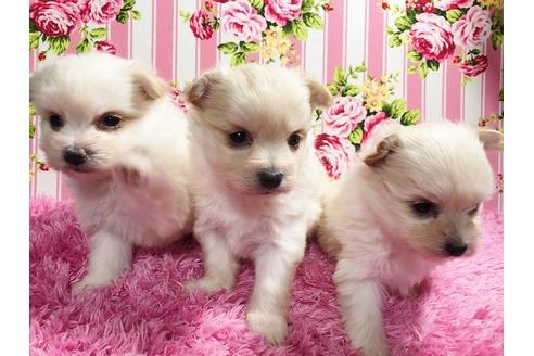 成約済の秋田県のミックス犬-87117