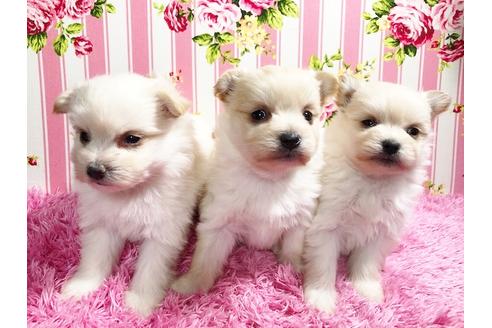 成約済の秋田県のミックス犬-87118の1枚目