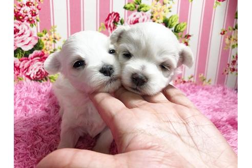 成約済の秋田県のマルプー:マルチーズ×トイプードル-87120の11枚目