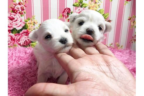 成約済の秋田県のマルプー:マルチーズ×トイプードル-87120の10枚目