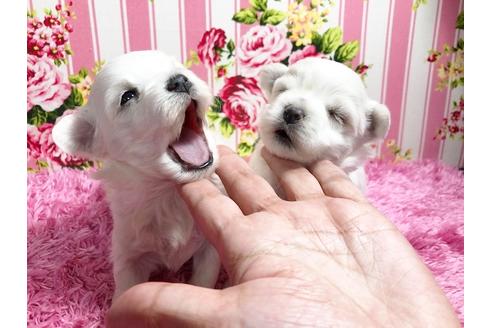 成約済の秋田県のマルプー:マルチーズ×トイプードル-87120の9枚目