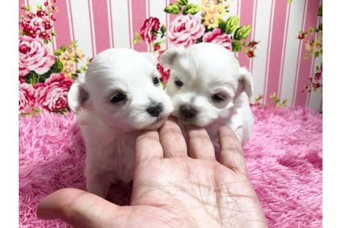 成約済の秋田県のマルプー:マルチーズ×トイプードル-87120の8枚目