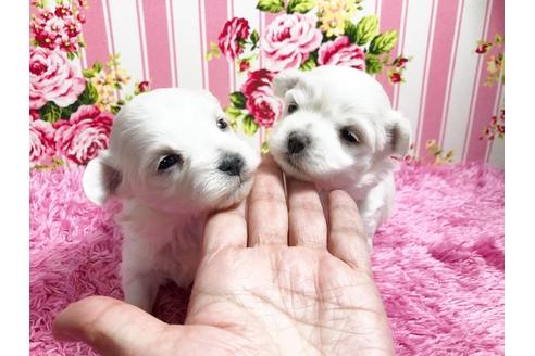 成約済の秋田県のマルプー:マルチーズ×トイプードル-87120の7枚目