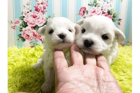 成約済の秋田県のマルプー:マルチーズ×トイプードル-87122の7枚目