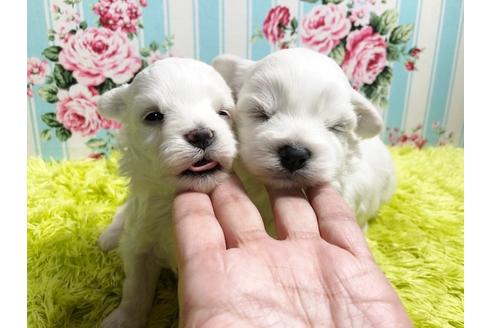 成約済の秋田県のマルプー:マルチーズ×トイプードル-87123の7枚目