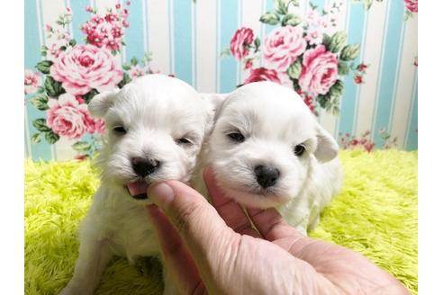 成約済の秋田県のマルプー:マルチーズ×トイプードル-87123の6枚目