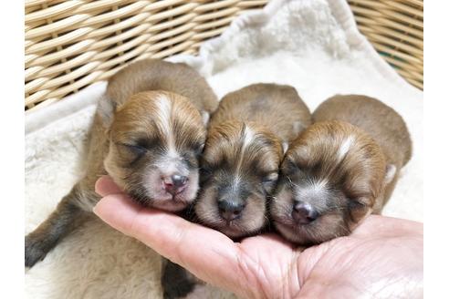 成約済の秋田県のミックス犬-87125の3枚目