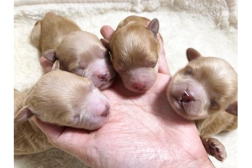 成約済の秋田県のミックス犬-87127の5枚目