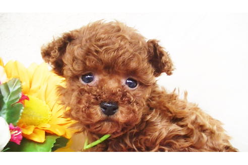 成約済の福岡県のティーカッププードル-84999の8枚目