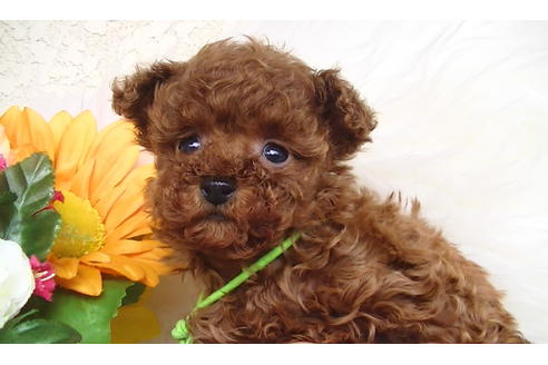 成約済の福岡県のティーカッププードル-84999の7枚目