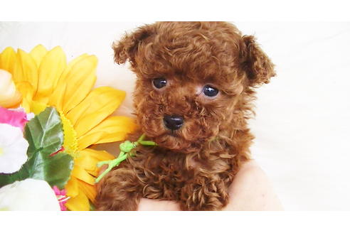 成約済の福岡県のティーカッププードル-84999の6枚目