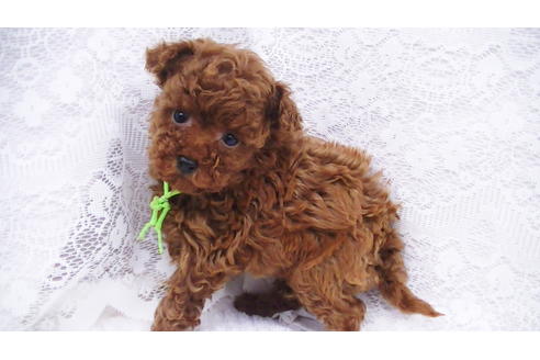 成約済の福岡県のティーカッププードル-84999の5枚目