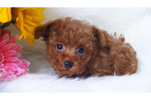 成約済の福岡県のティーカッププードル-84996の14枚目