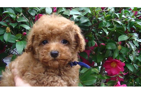 成約済の福岡県のティーカッププードル-84996の13枚目