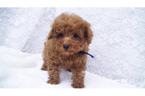 成約済の福岡県のティーカッププードル-84996の12枚目