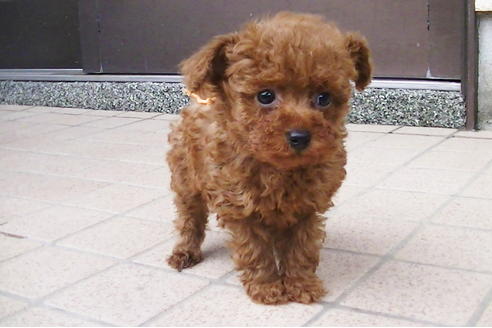 成約済の福岡県のタイニープードル-84995の10枚目