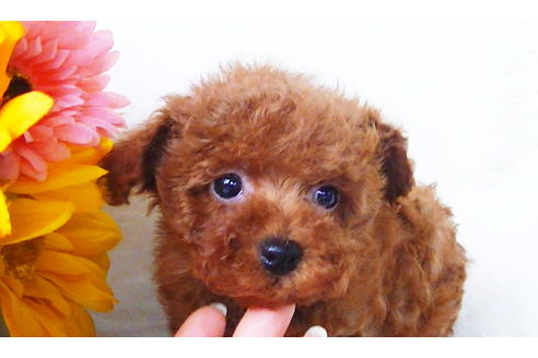 成約済の福岡県のタイニープードル-84995の9枚目