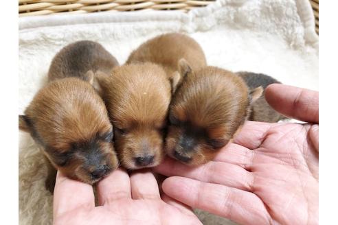 成約済の秋田県のミックス犬-87130の12枚目