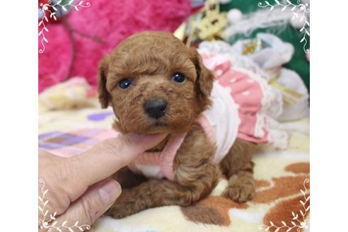 成約済の岡山県のタイニープードル-87139の1枚目