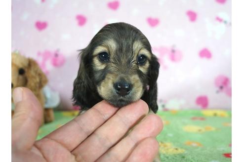 成約済の兵庫県のミニチュアダックスフンド(ロングヘアード)-86438の1枚目