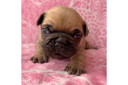 成約済の埼玉県のフレンチブルドッグ-87166の1枚目