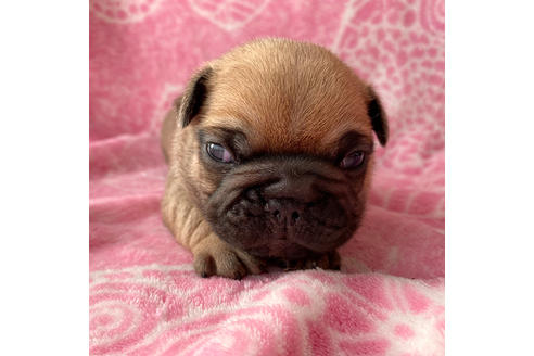 成約済の埼玉県のフレンチブルドッグ-87166の4枚目